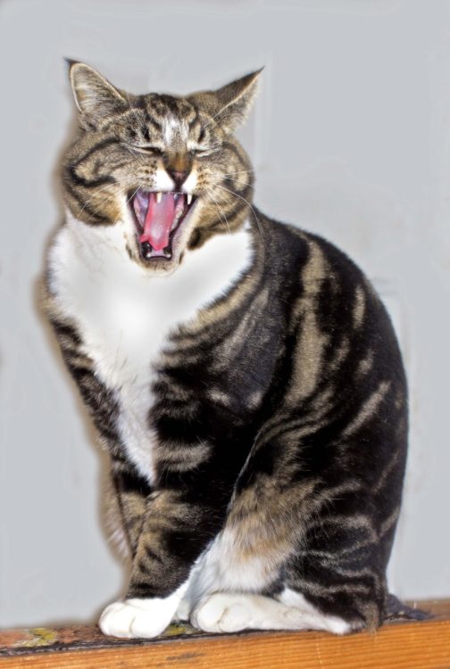 A cat meowing.