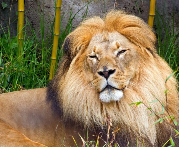 A picture of an adult African lion.