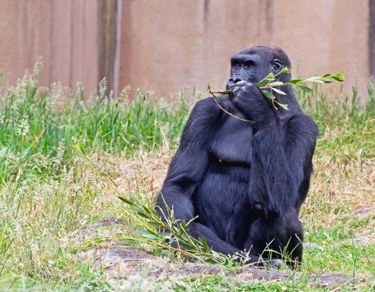 A gorilla in the zoo.