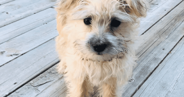 A puppy who loves to play.