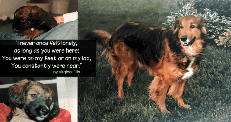 Our dog, Max... from puppy to full grown. Great dog!