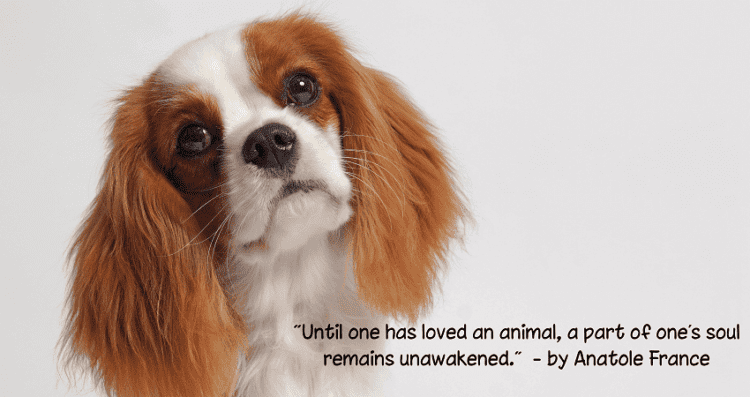 A picture of a pet dog who could be your "best friend."